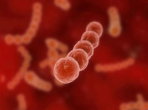 eubacteria kingdom
