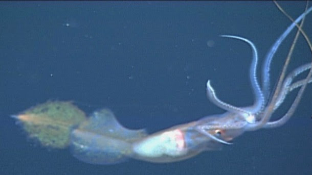 Cumi-cumi jenis G bonplandi saat tengan memikat mangsa dengan lambaian tentakelnya.
