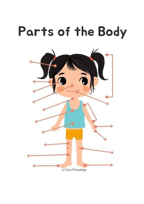  15 fun body parts activities for preschoolers including labeling posters