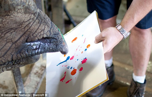 The zoo had trained rhinos to paint before, so thought they'd offer Mechi the chance as a form of stimulating entertainment for the long winter months