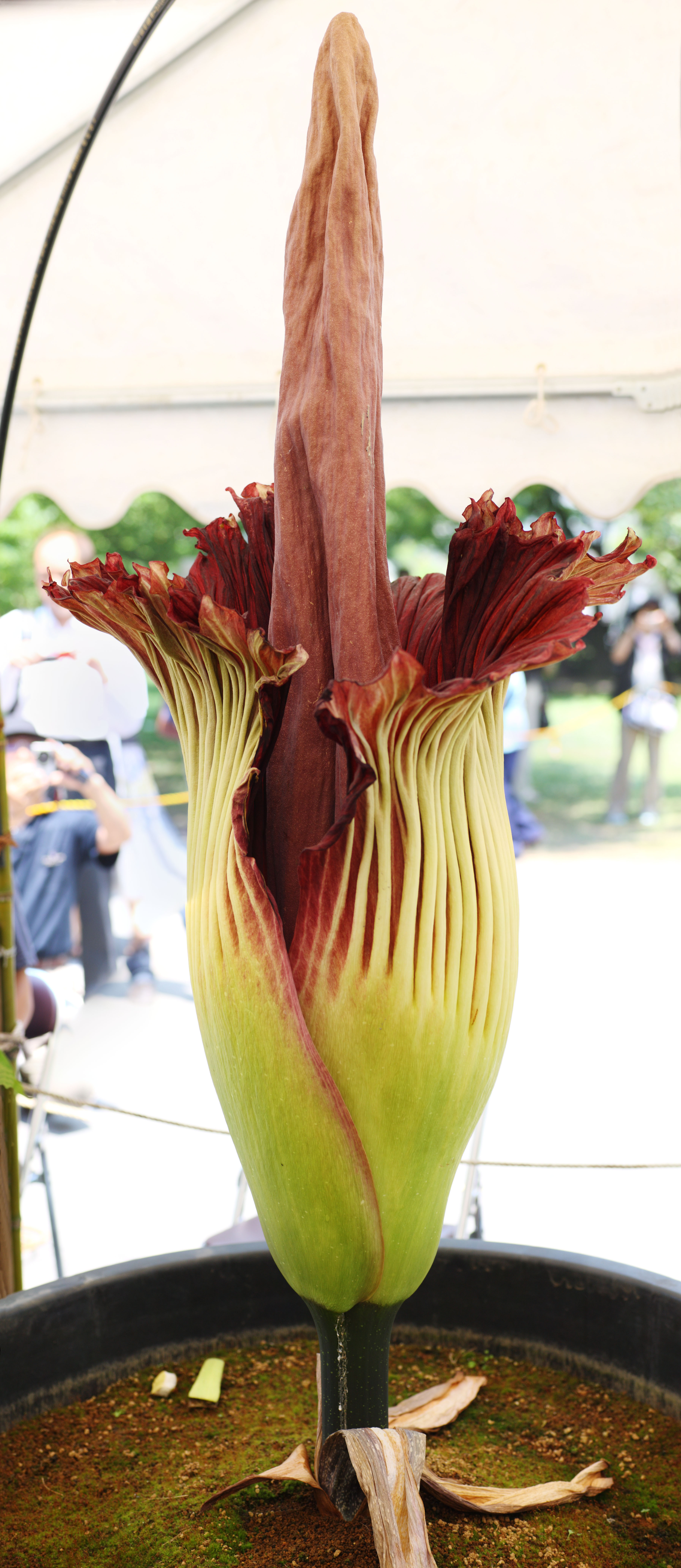 ゆんフリー写真素材集 No 8506 世界最大の花 ショクダイオオコンニャク 日本 東京
