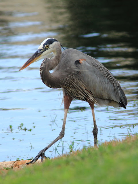Great Blue Heron 2-20121211