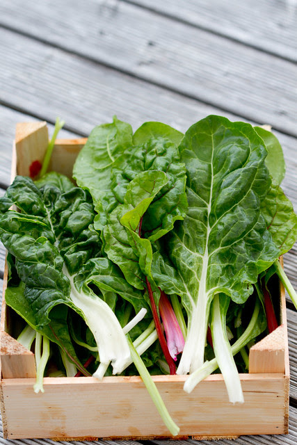 Mangold. Swiss chard. Lehtpeet.