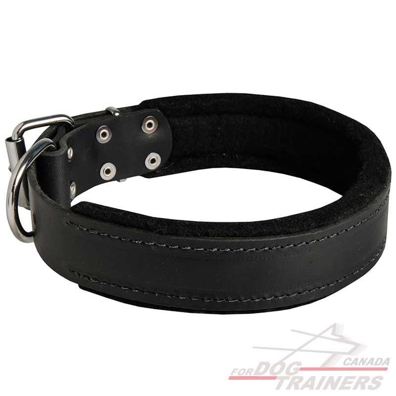 Buy Wide Padded Leather Dog Collar | Agitation Training ...