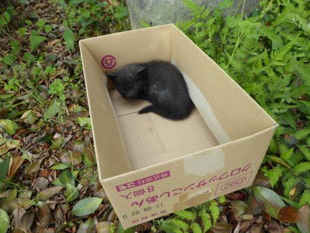 天井裏や壁の中から子猫が出てきました Teddy Plaza