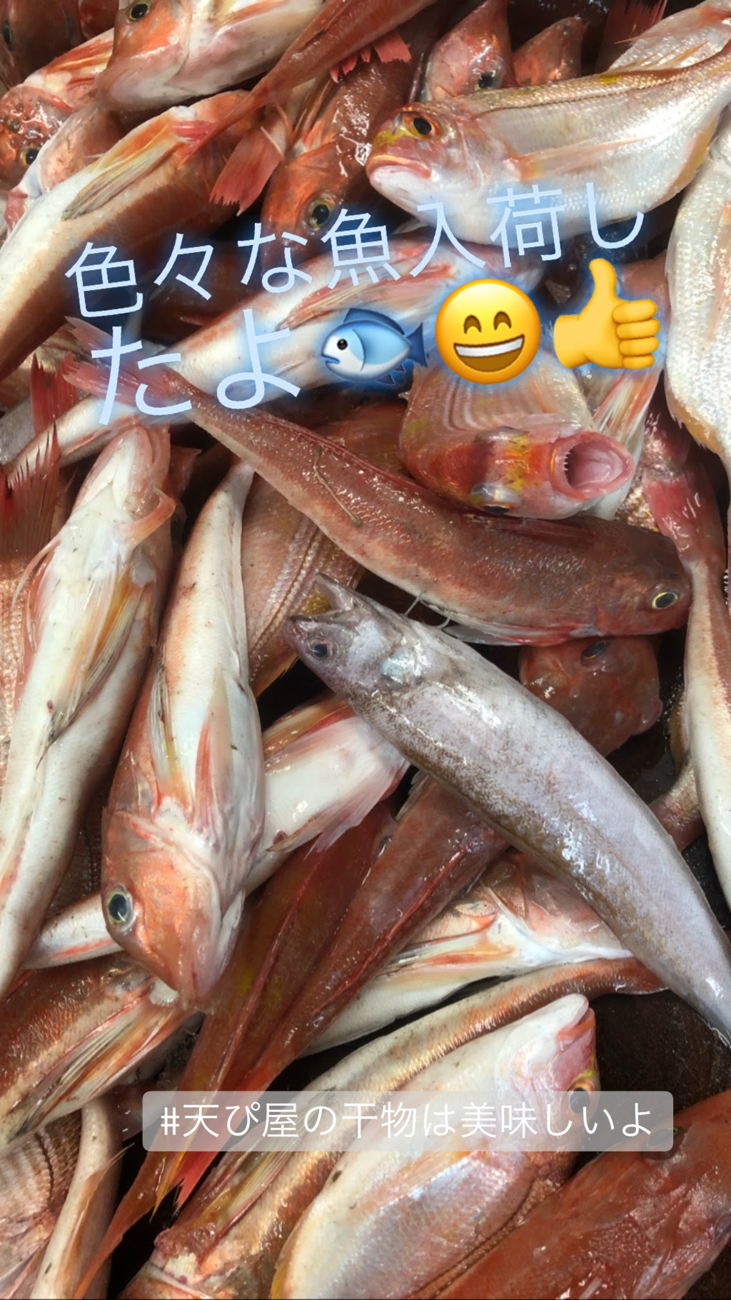カナガシラと小鯛とシオイタチウオ 潮風とカモメに出会える旅 笹川流れ観光汽船