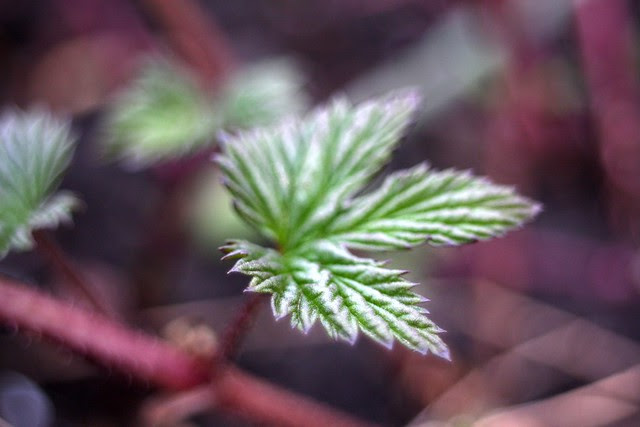 hops, march 2011