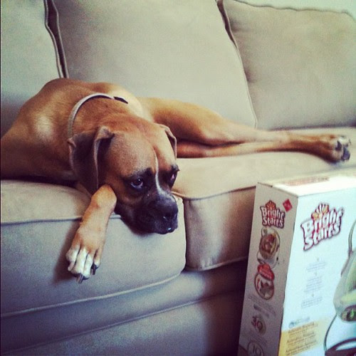 "What is all this stuff that keeps showing up?" #jadetheboxer