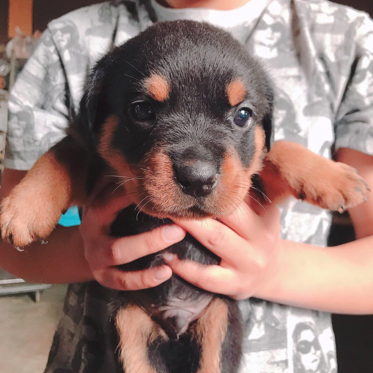 売約済み ロットワイラー19 04 15 優良ブリーダーの子犬販売は群馬県沼田市のｏｇ Kennel