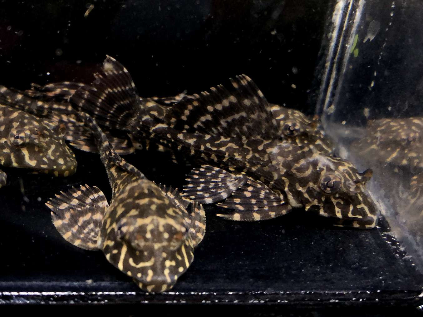 オレンジスポットセルフィンプレコ の販売 ポロロッカ足柄 神奈川県南足柄市のペットショップ