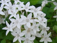 ６月２６日の誕生花 ペンタスの花言葉 希望がかなう 星を散りばめたように咲く花への 願い事 弥生おばさんのガーデニングノート 花と緑の365日 楽天ブログ