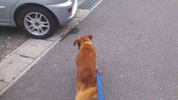 星に願いを 彡 けんけん 犬 ケンタウロス君