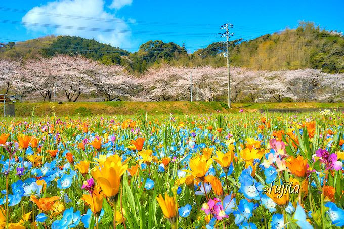 那賀川堤の桜が美しい 西伊豆 松崎町の桜並木は花畑とコラボ 静岡県 トラベルjp 旅行ガイド