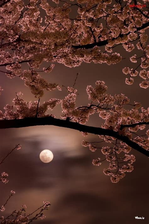 full moon natural hd wallpaper
