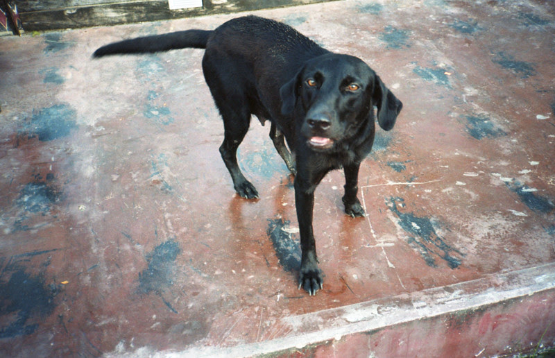 perro