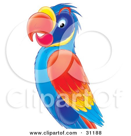 Colorful Parrots on Print  Colorful Blue  Red  Orange And Yellow Parrot By Alex Bannykh