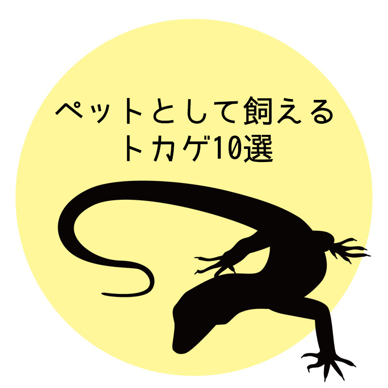 ペットとして飼えるトカゲ10選まとめ トカゲは飼いやすい 飼うときの注意点は