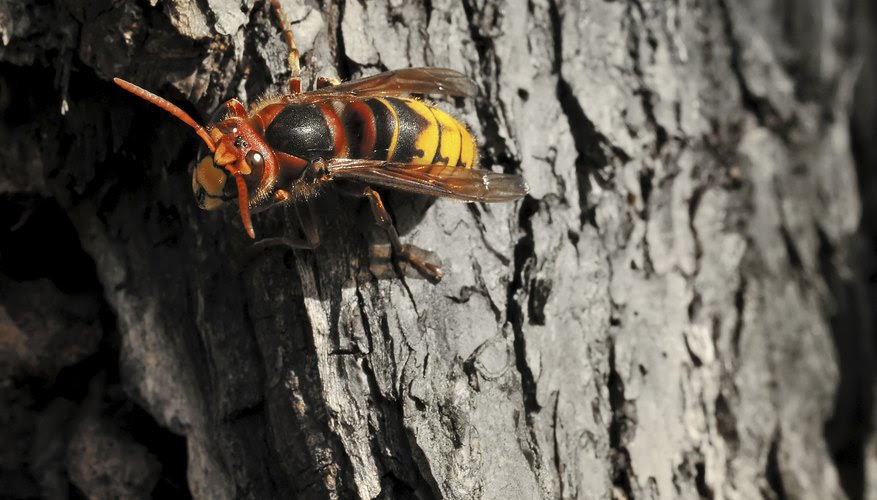 How to Identify Hornets & Wasps in Tennessee | Sciencing
