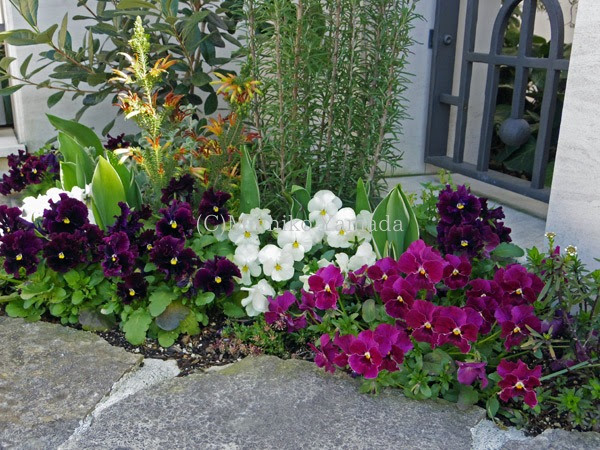 花壇のビオラ 花の庭づくり 花の庭暮らし