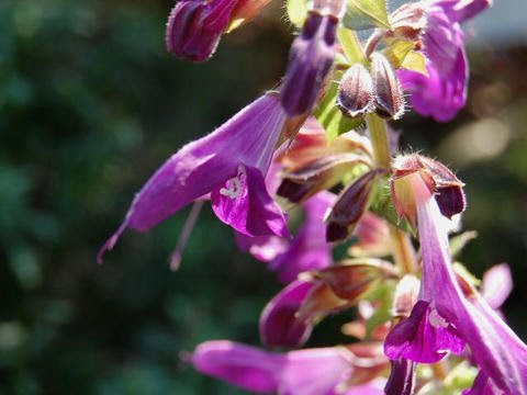 秋桐 アキギリ 華凛の花言葉