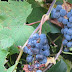Growing Wild Grapes / Watch this short video for a quick look at the muscadine grapes that grow wild all across central texas.