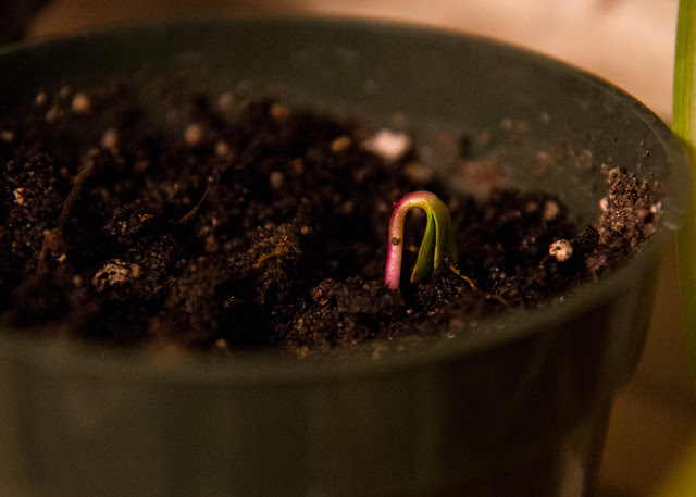 Sunflower!