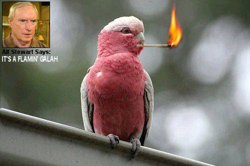 Other Flamin-galah[1] Photo