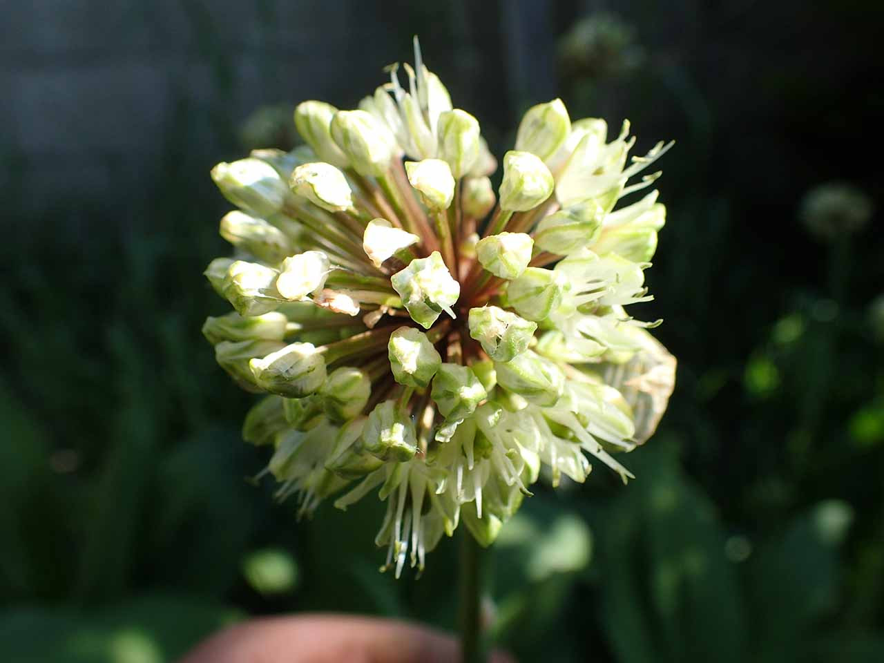 行者にんにく 花が咲き 種を取り 種を蒔く ハンター日記