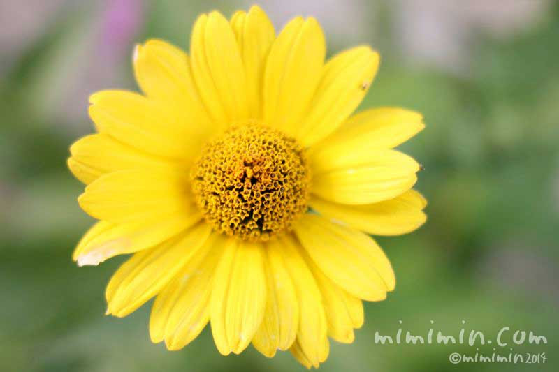 ヒメヒマワリの花言葉 名前の由来 花の写真 みみみんブログ