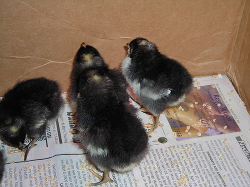 Baby Chicks