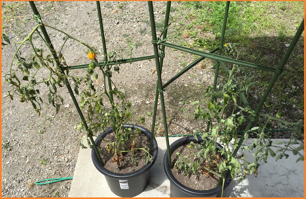 鉢植えの ミニトマト が枯れた 原因と対策は なぜ 枯れたのか検証してみた ずぼら主婦の家庭菜園ブログ