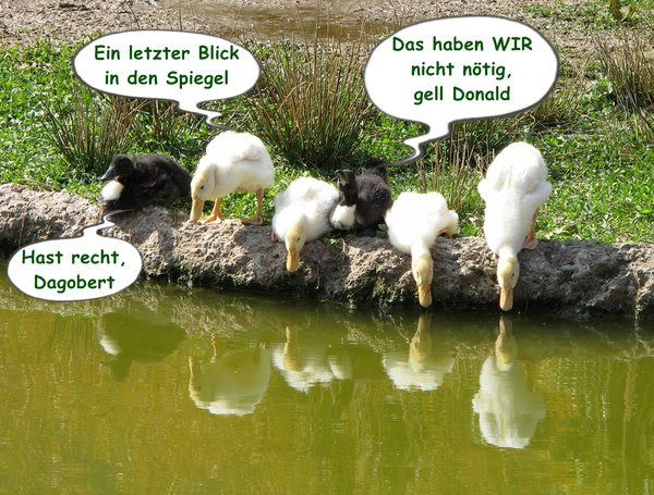 glückwunschverse zum geburtstag