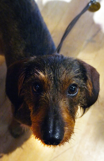 chester