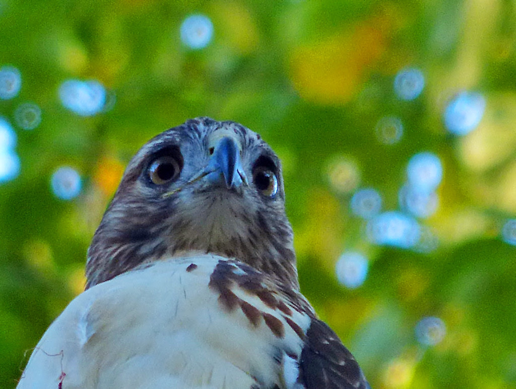 Red-tail in Tompkins Square