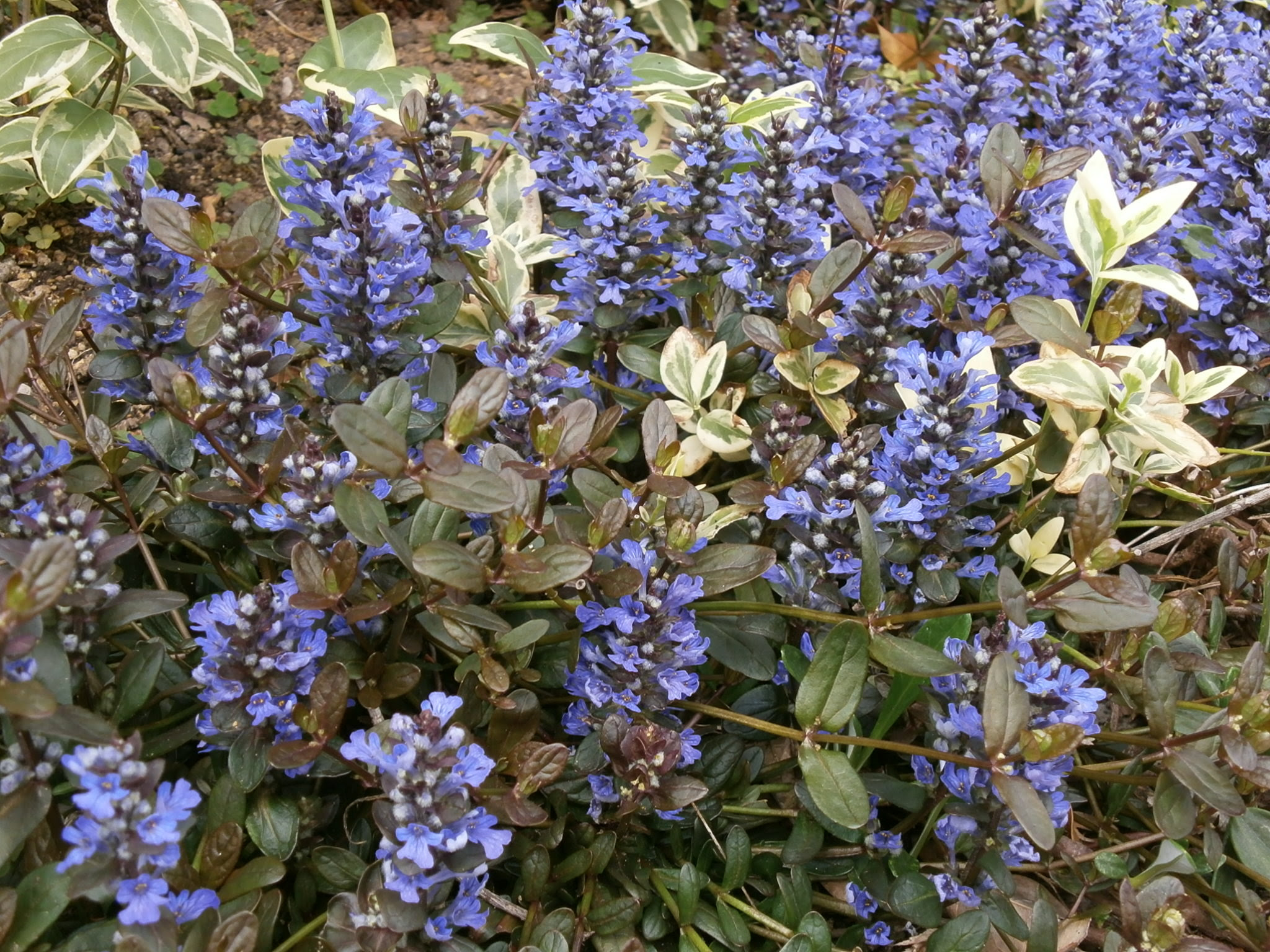 南花台花歩き No 53 ジュウニヒトエ 咲っく南花台 Com