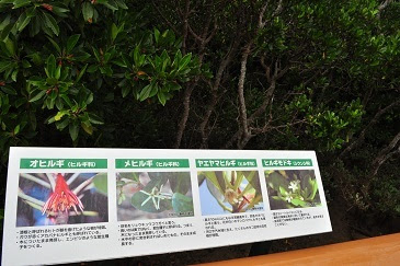 億首川 マングローブ林 おくくびがわ 金武町 幹事の壺 沖縄ツアー編