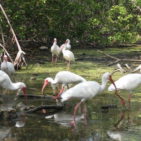 Florida Wildlife Photos on Florida Keys Wild Bird Rehabilitation Center   Tavernier   Reviews Of