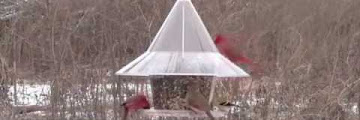 Arundale Bird Feeders Free Download Clips Mp3 and Mp4