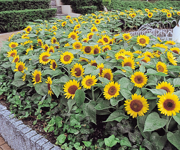 Helianthus Sunflower Big Smile American Takii