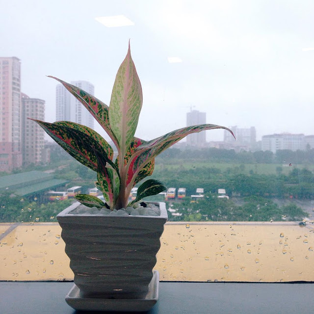Stt hay về cuộc đời, những status về cuộc đời buồn chán