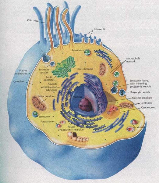 animal cell model images. house animal cell 3d model