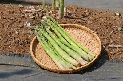 アスパラガス採りっきり栽培 年10月の農地巡回 多摩市の農産物応援サイト Agri Agri ブログ