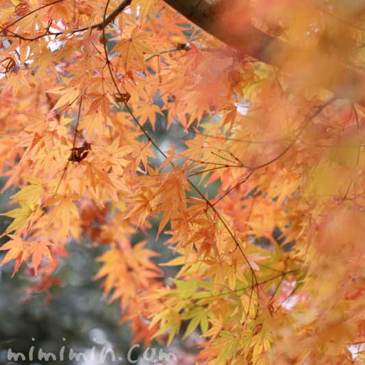モミジ カエデ の種類 花言葉 誕生花 みみみんブログ