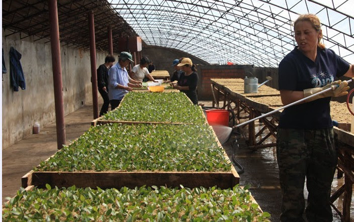 苔藓水苔无土栽培基质 兰花 蝴蝶兰扦插 育苗 移栽 嫁接专用 栽培基质 微商圈