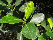 23+ Manfaat Daun Nangka