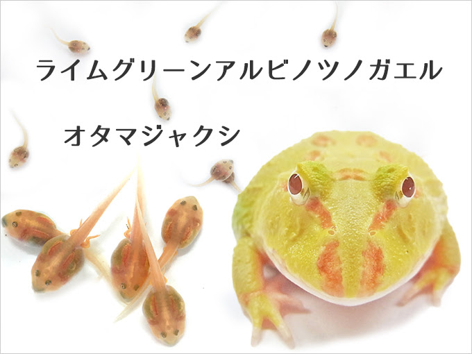 ツノガエル オタマジャクシ ツノガエルのブリーダーnuance 飼育 販売