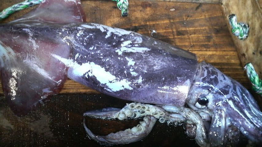 荒神の宿 三宝ブログ ムラサキイカ