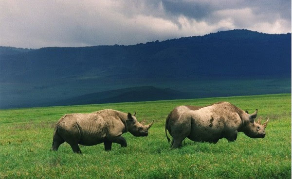 10 Hewan Terberat Di Dunia [ www.BlogApaAja.com ]