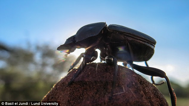 Researchers have found dung beetles dance on top of a ball of dung (pictured) while taking a 'photograph' of how celestial bodies are positioned