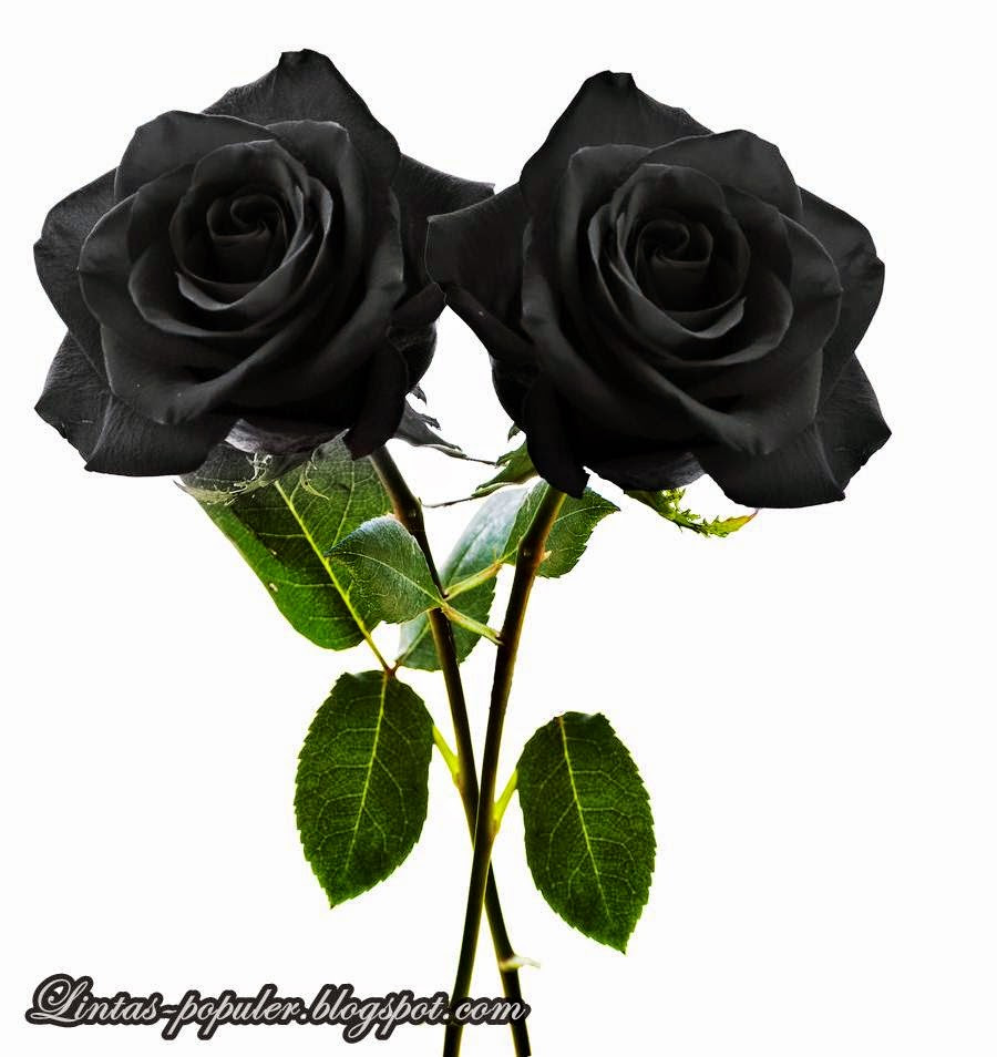  Gambar  Wallpaper  Cantik WallpaperSafari